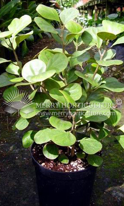 Ficus deltoidea